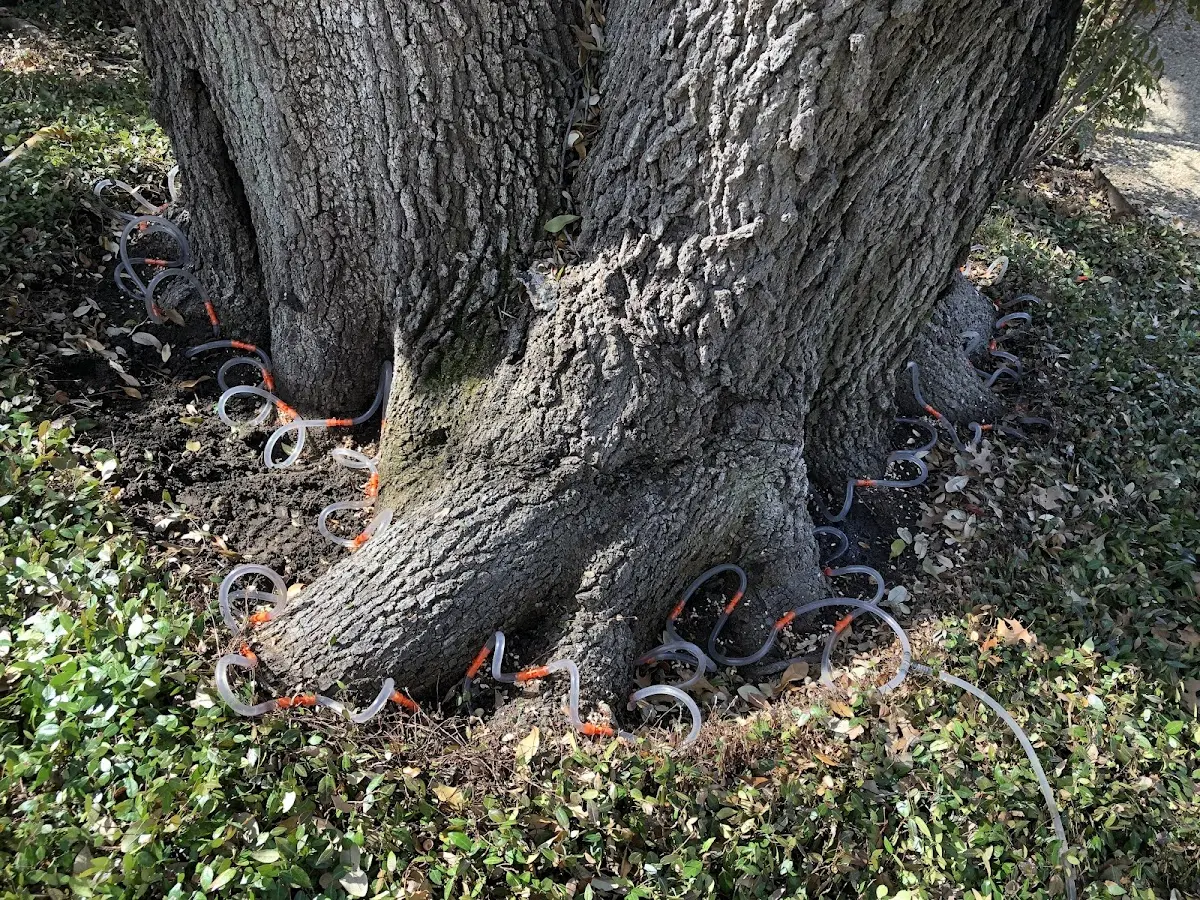 Detailed Tree Cabling and Bracing job site in Minotola