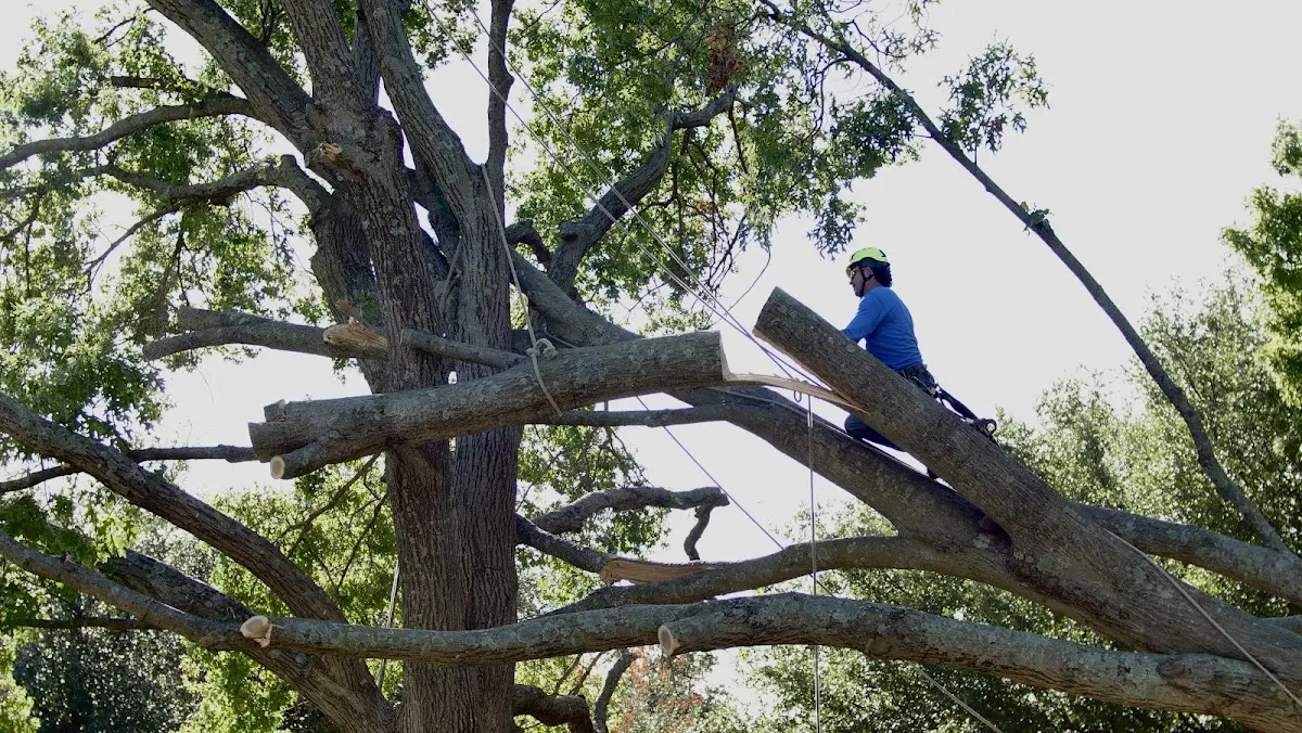 Professional Crown Thinning performed by certified arborists in Minotola